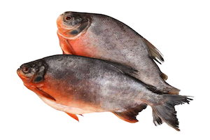 Pescado fresco