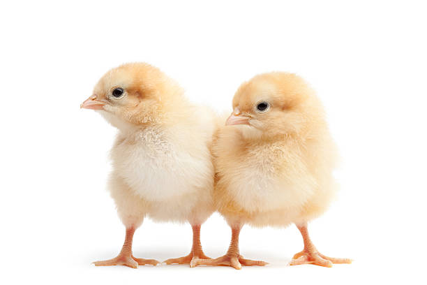 Pollos jóvenes